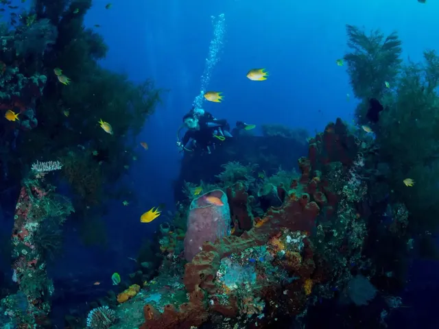 USAT Liberty Shipwreck dive in Tulamben, near Amed Bali