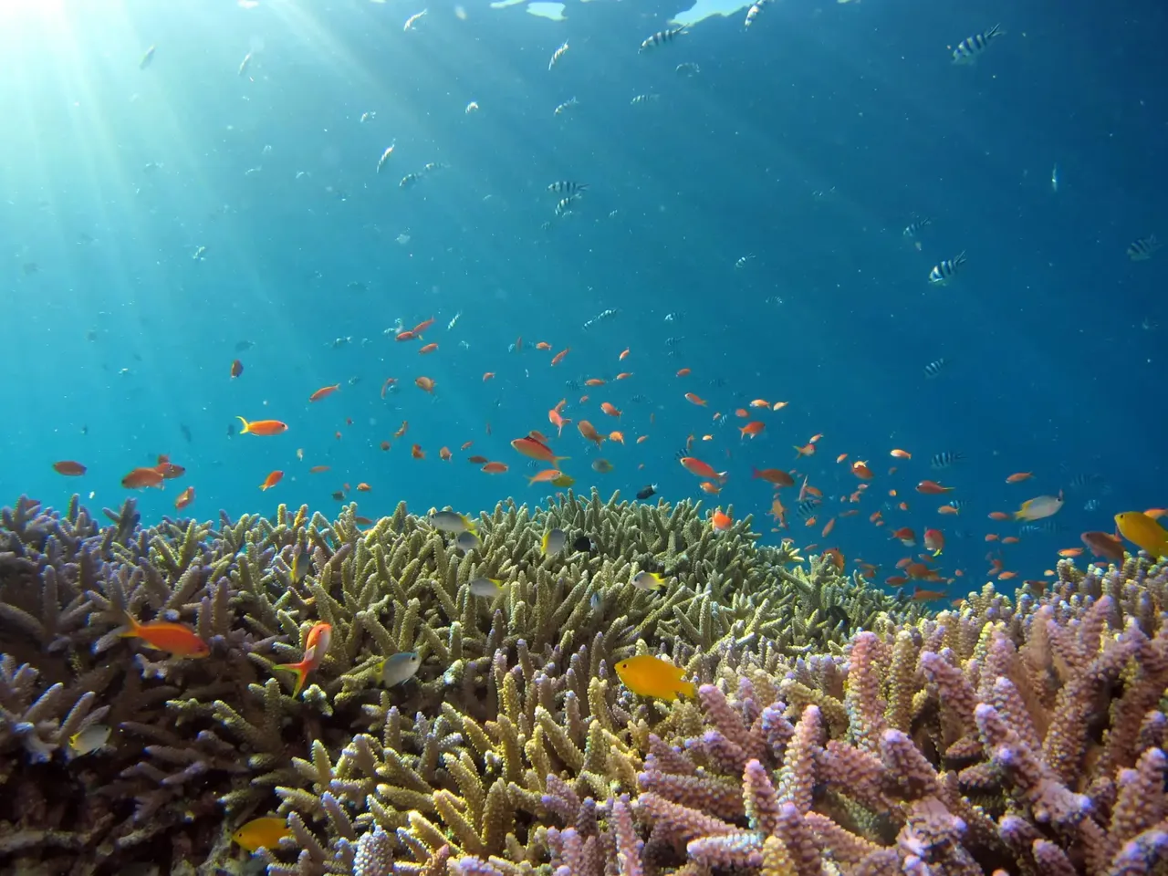 Solo traveler snorkeling at Jemeluk Bay with a local guide, Amed Bali